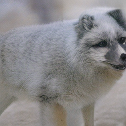 Arctic fox
