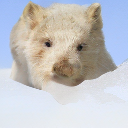 Arctic fox or piggy bank or schooner