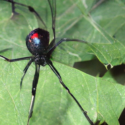 A black and red spider with red eyes